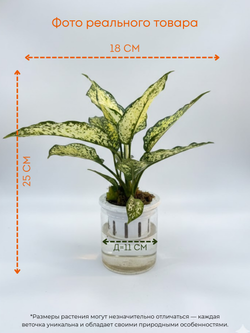 Аглаонема Jadeite д.11 горшок с автополивом