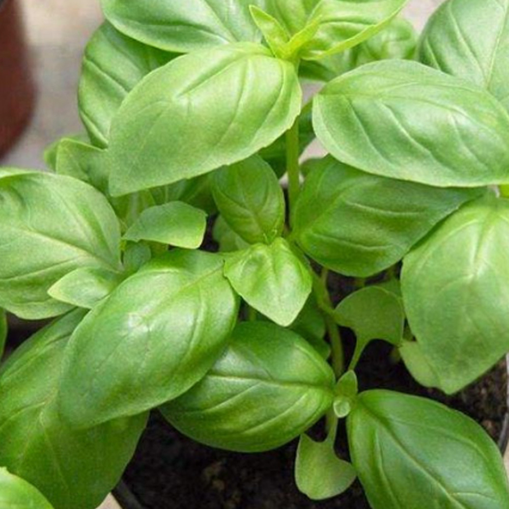 Лемона семена базилика (Enza Zaden / Энза Заден)