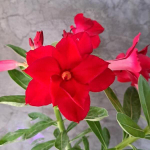 Адениум DOUBLE HELIO