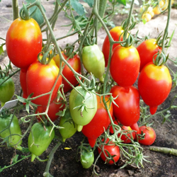 Помидоры Легенда Мультифлора