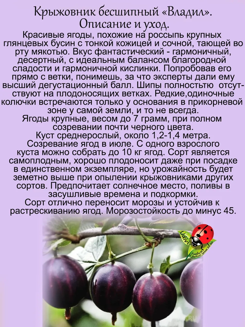 Крыжовник Владил бесшипный сладкий