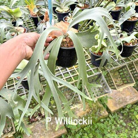 Платицериум P.WILLINCKII