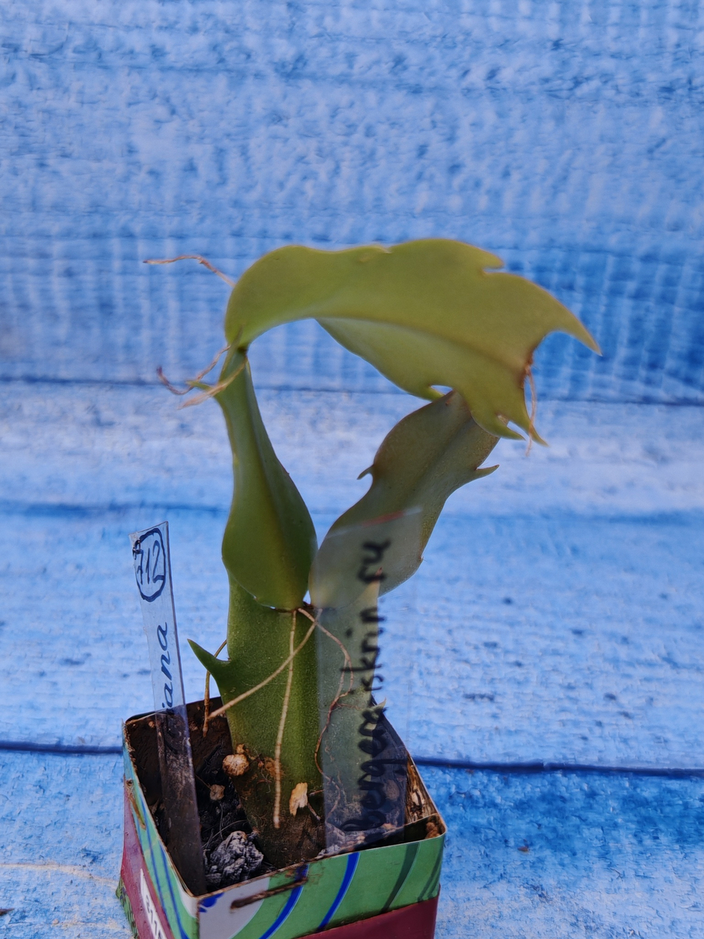 Schlumbergera cv. Triana (Шлюмбергера)