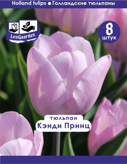 Тюльпан Луковица, Кэнди Принц, 8шт