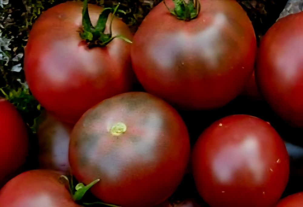 ГНОМ БАРХАТНАЯ НОЧЬ