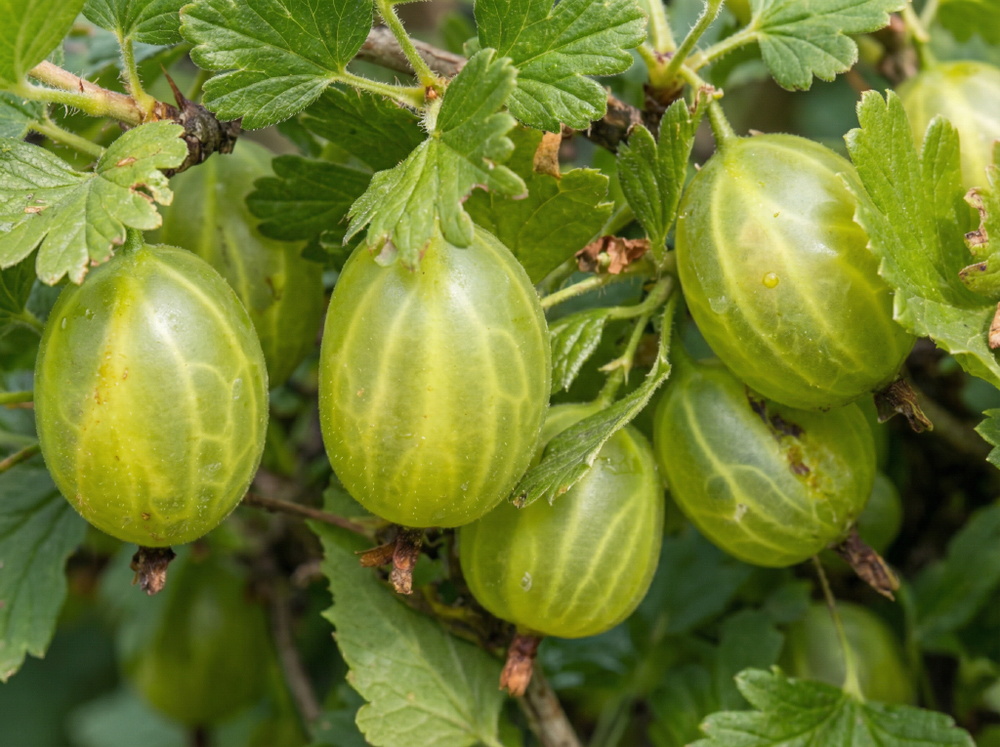 Крыжовник Уральский бесшипный