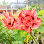 Адениум ATHALIA