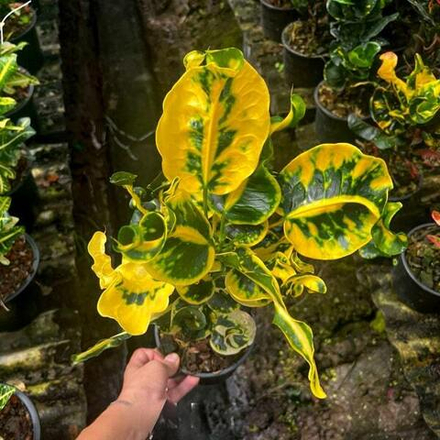 Кротон SOI PAITOON