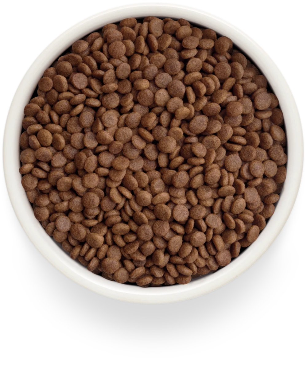 GRANDORF FRESH Свежее мясо ягненка с бататом для взрослых кошек