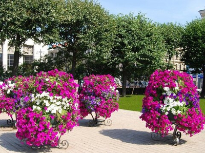 Цветочница Колонна-2