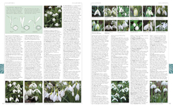 RHS A-Z Encyclopedia of Garden Plants 4th edition