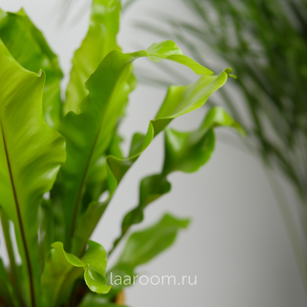 Асплениум Антикум 12/25