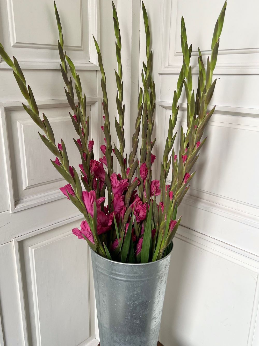 Гладиолус в розовом оттенке