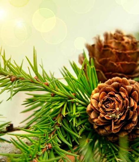 Ароматический диффузор Зимняя ель, Bago home