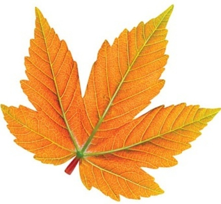 Украшение на скотче Осенний набор, Кленовый лист, 25*25 см, 10 шт.