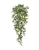 Традесканция зелёная ампельная