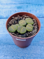 Lithops sp. (Литопсы)