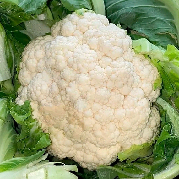 Гохан F1 семена капусты цветной (Syngenta / Сингента) культура – фото 4