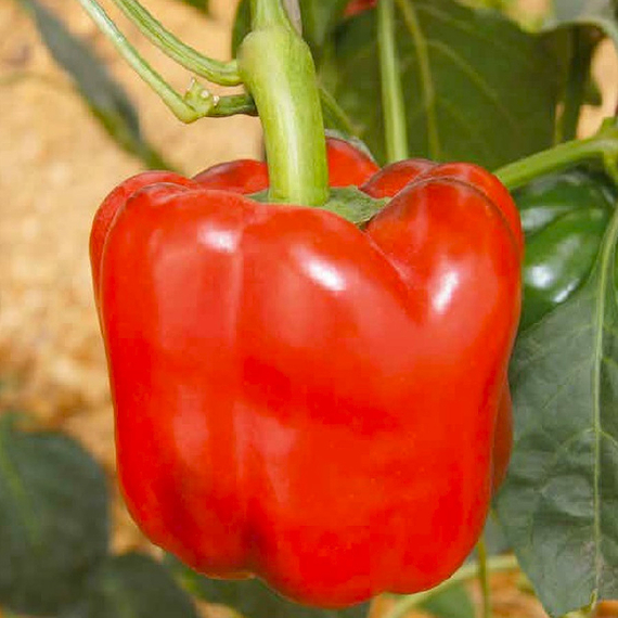 РЭД НАЙТ F1 семена перца сладкого Seminis описание – фото 5