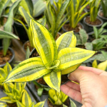 Сансевиерия HAHNII GOLD