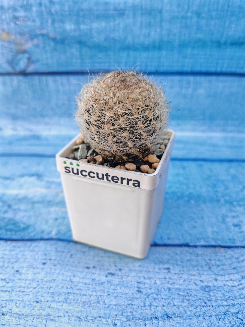 Neoporteria Senillis (Неопортерия)