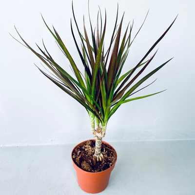 Драцена "Магента"