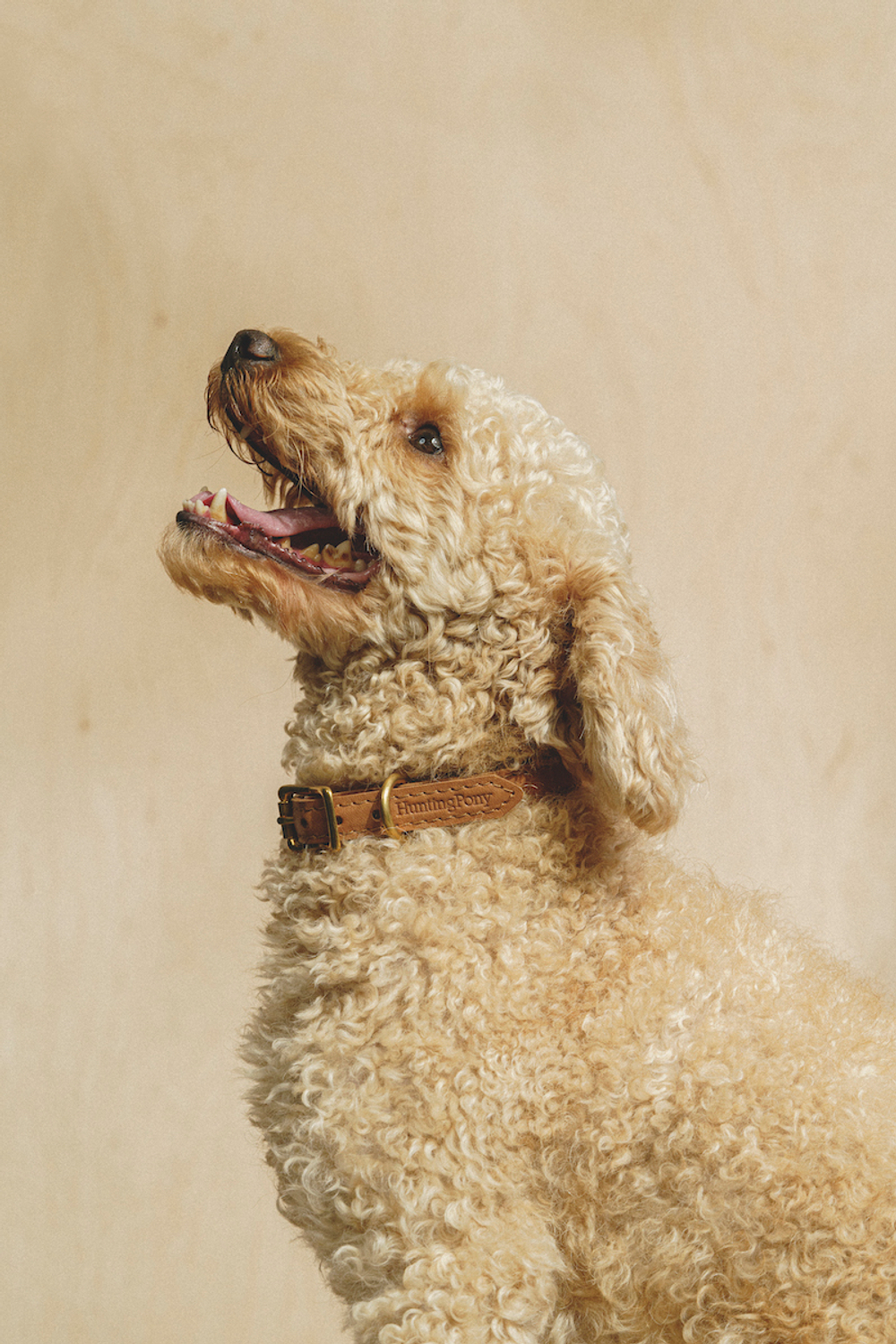 Классический прямой ошейник Рыжий