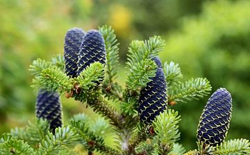 Полипренолы – природные биорегуляторы из пихты сибирской