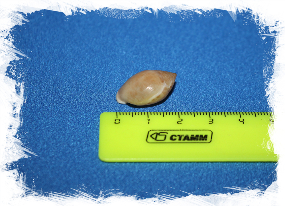 Раковина Pythia plicata размер