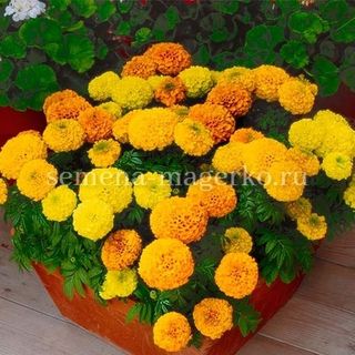 Бархатцы прямостоячие Антигуа Микс F1 100 семян