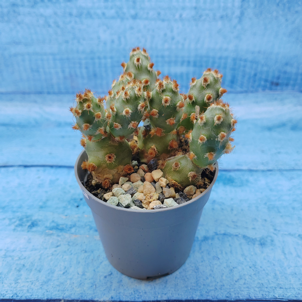 Tephrocactus Molinensis Red Glochids (Тефрокактус)