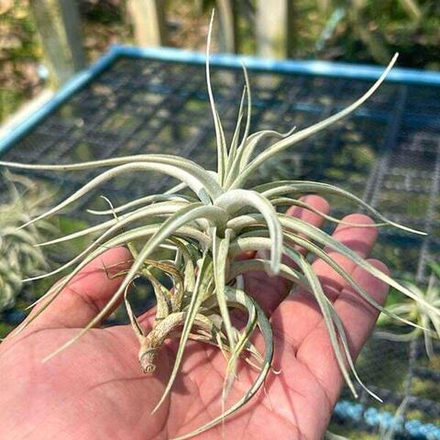 Тилландсия albida