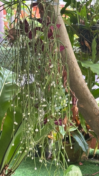 Рипсалис baccifera