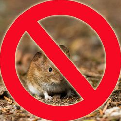 Родентициды