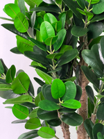 Фикус эластика зеленый 180 см.