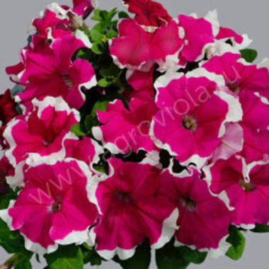 S60145 Петуния кустовая Grandiflora Limbo GP Rose Picotee  1000 шт.