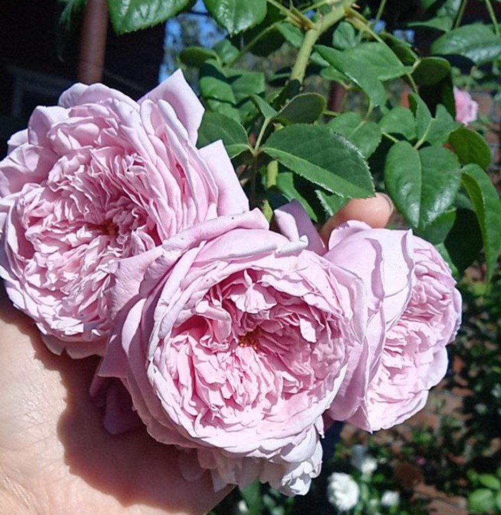 Роза Алан Тичмарш Rosa Alan Titchmarsh