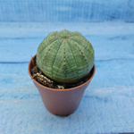 Euphorbia Obesa (Эуфорбия)
