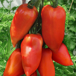 КОРНАБЕЛЬ F1 семена томата (Vilmorin | Alexagro)