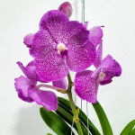 Ванда V PACHARA ROSA DIAMOND