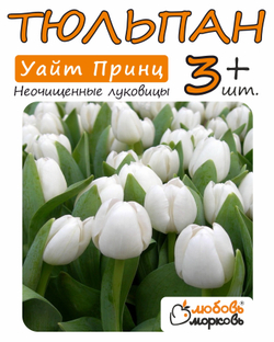 Тюльпан Луковица, Уайт Принц 3+ шт