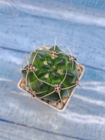 Gymnocalycium Monvillei (Гимнокалициум)