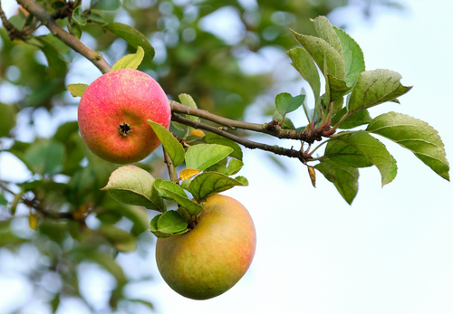 Купить яблоню в Иркутске