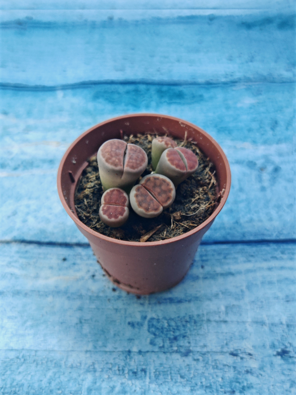 Lithops sp. (Литопсы)