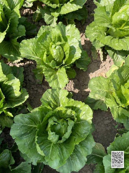 КРАНЧИТА семена салата (Rijk Zwaan | Alexagro) – фото 8