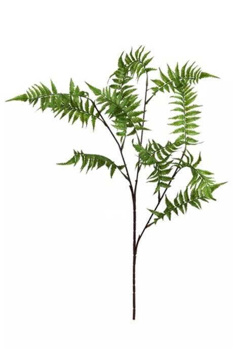 Вудвардия на высоком стебле