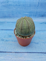 Euphorbia Obesa (Эуфорбия)