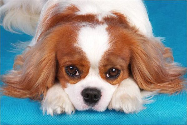 Кинг-чарльз спаниель Кинг-чарльз спаниель