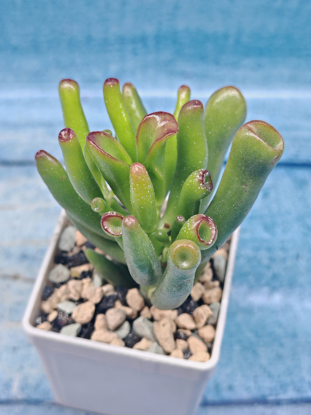 Сrassula Ovata Gollum (Крассула)