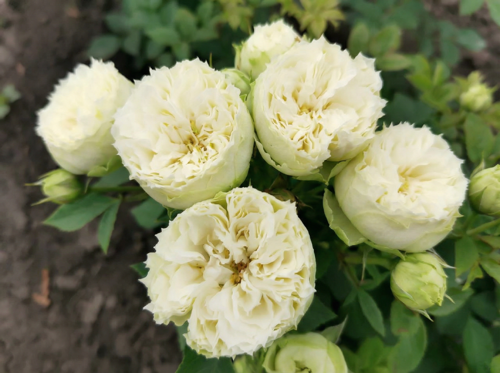 Роза «Бланшетт» (Blanchette) спрей